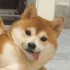 プロフィール画像のプレースホルダー